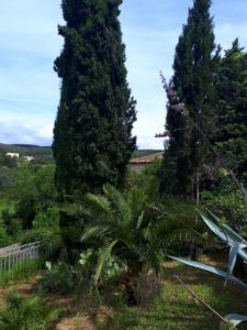 Le Tineiral à Néffies olive and fig trees, laurels, lavenders, rosemary, santolines, cacti etc...