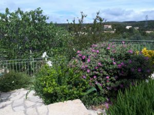 Le Tineiral à Néffies olive and fig trees, laurels, lavenders, rosemary, santolines, cacti etc...