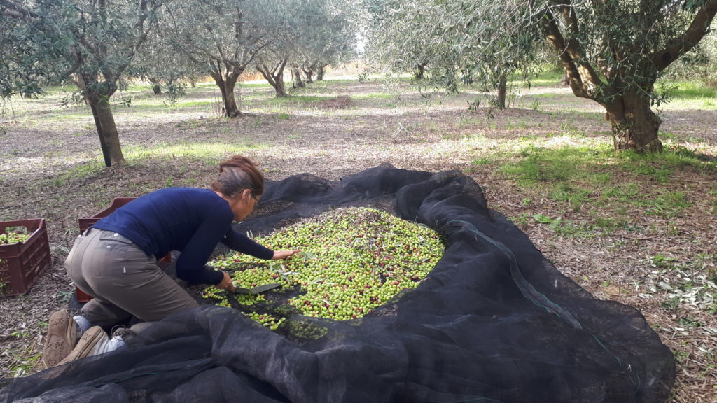 Le Tineiral à Néffies Récolte des olives